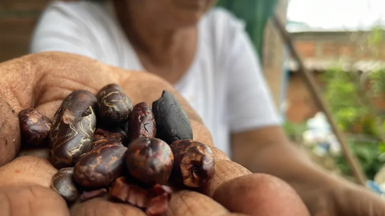 Chocolate de paz, un proyecto de reconciliación liderado por mujeres santandereanas