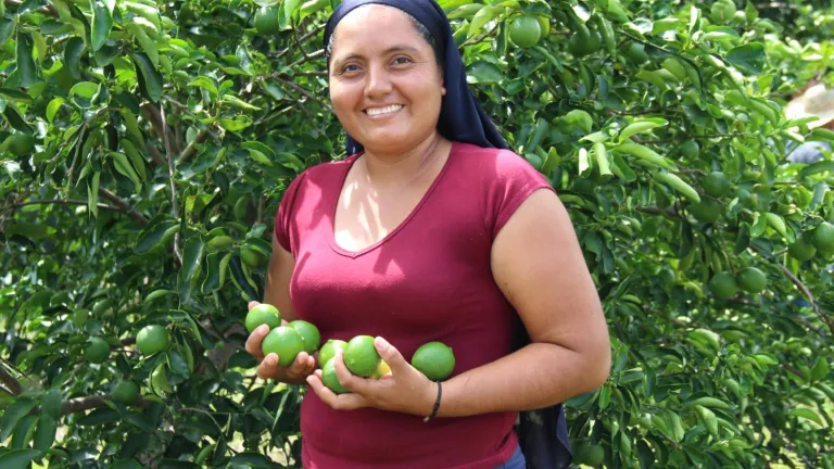 Familias campesinas del norte de Nariño exportan lima ácida Tahití a la Unión Europea