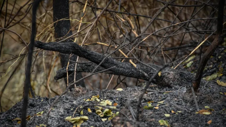 Incendios forestales en Colombia: recomendaciones para prevenir emergencias