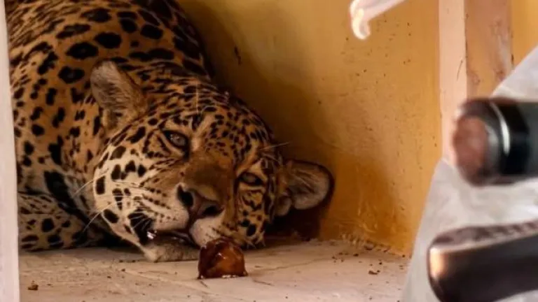 Tras ser rescatado, jaguar escapó del centro de fauna silvestre en Amazonas