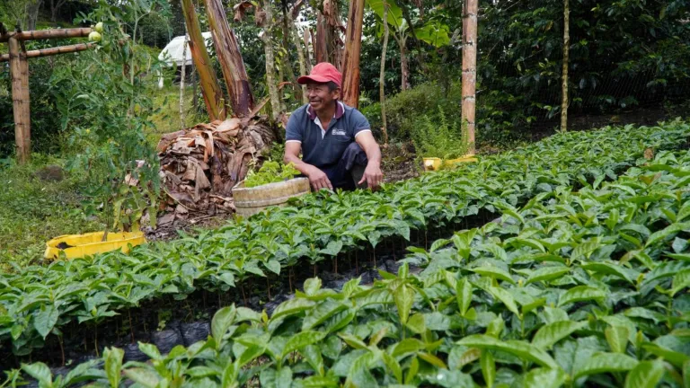 El café que crece en los campos libres de minas de Inzá, Cauca