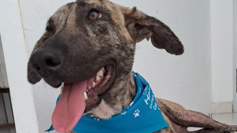 Logan, un perro que se convirtió en símbolo de protección animal en Tame