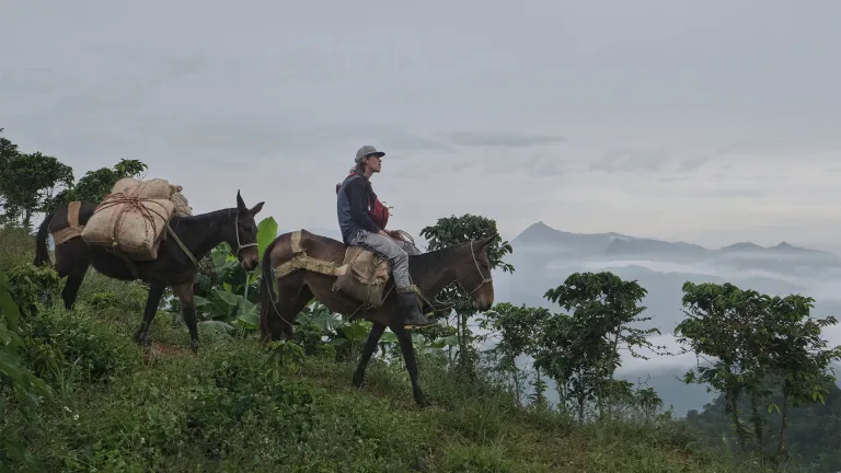 ‘La roya’, una película que plasma la agonía de un campo que se niega a desaparecer