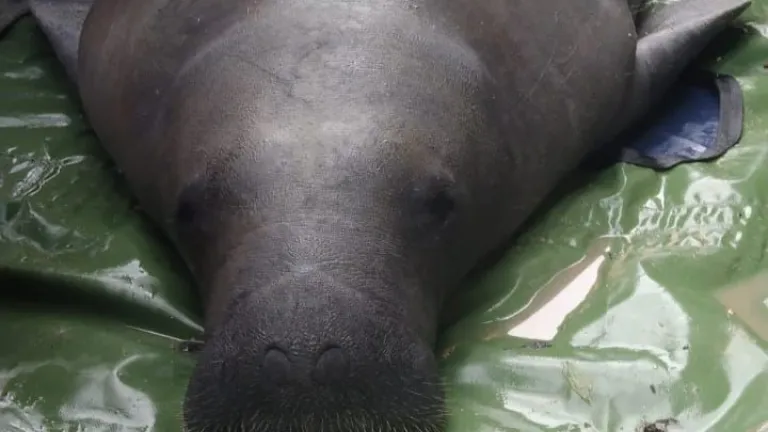 Un Manatí fue liberado en el sur del Cesar