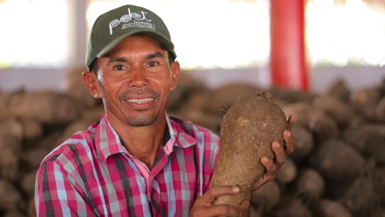 Ñame en Colombia | Una producción de esperanza en Macayepo, Bolívar