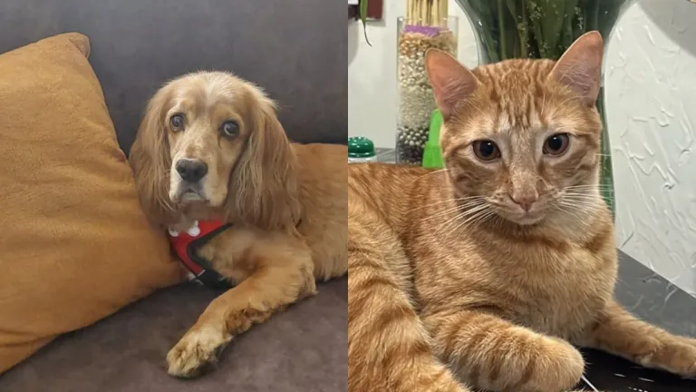Se aprobó la esterilización de perros y gatos como política pública