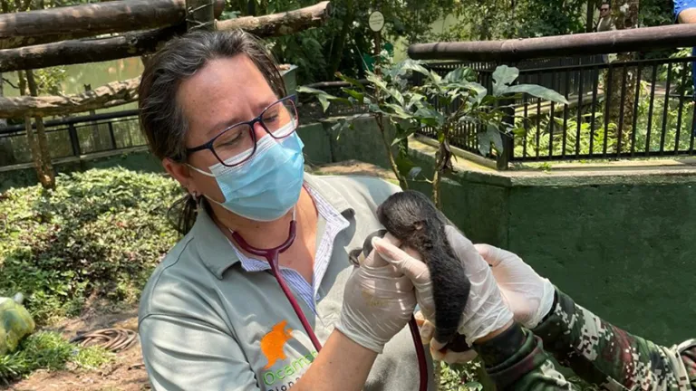 Cría de oso perezoso nació en el bioparque Los Ocarros