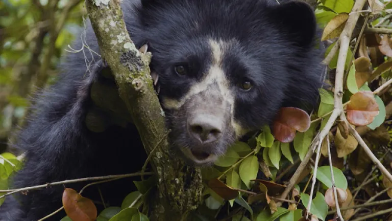 ¿Por qué la protección de especies como el oso de anteojos debería ser una prioridad?