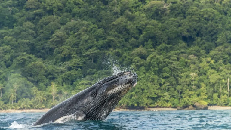 Importancia de las ballenas para el ambiente