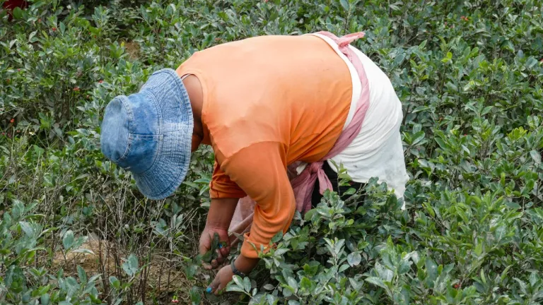 ¿Cómo avanza la erradicación de cultivos ilícitos en Colombia? Análisis en Puntos de Vista 