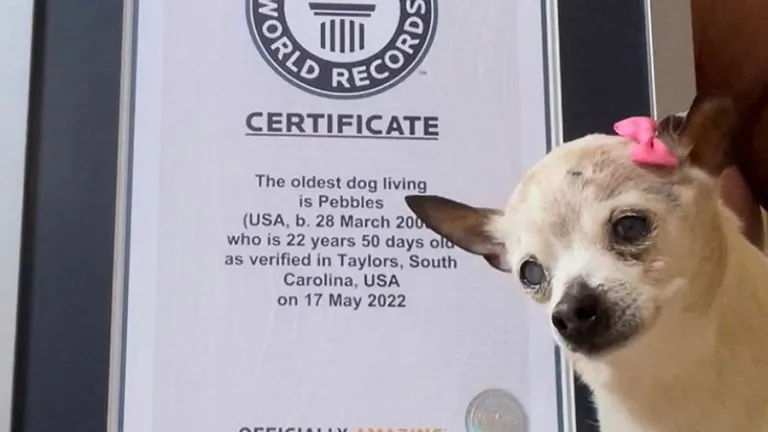 El perro más viejo del mundo murió a los 22 años en EE.UU.