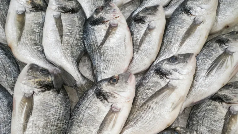 Pescadores celebran aprobación del OCAD Paz por 25 mil millones 