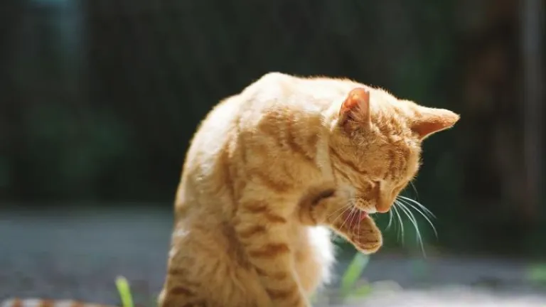 Perfil psicológico de quien maltrata animales