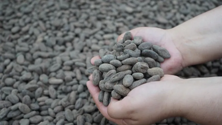 Amazonas | Puerto Nariño estrena planta de procesamiento de cacao amazónico