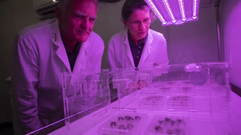 Por primera vez científicos lograron cultivar plantas en suelo lunar
