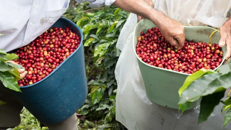 Café colombiano rompe récord histórico 