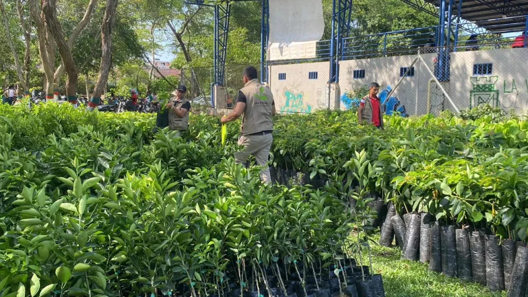 Programa de Sustitución de Cultivos Ilícitos Caquetá