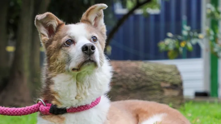 Perros sin raza: los más auténticos amigos del hombre