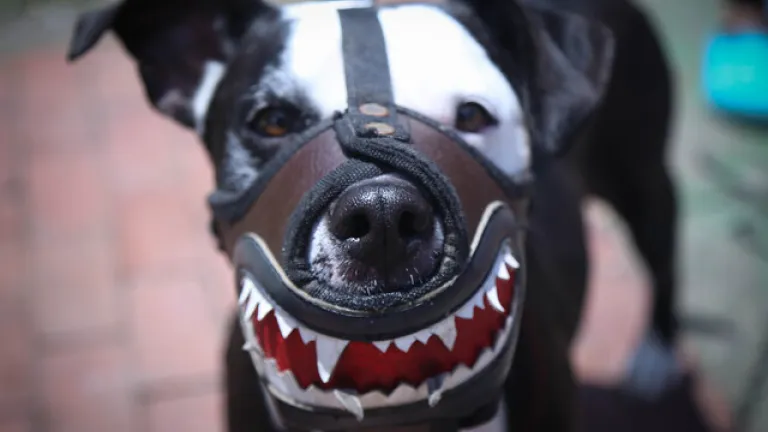 Problemática por estigmatización de razas caninas ‘potencialmente peligrosas’