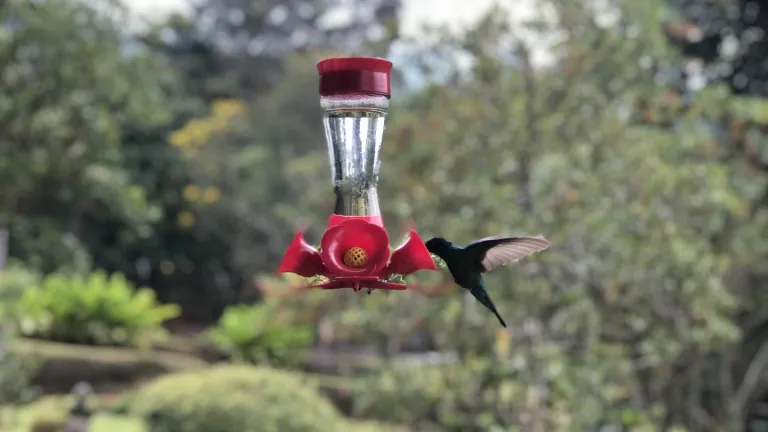 Lugares para ver colibríes en el Eje Cafetero | Turismo 