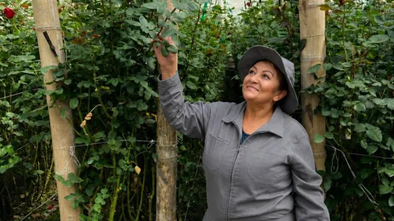 Risaralda exportó 60 mil rosas para el Día de la Madre