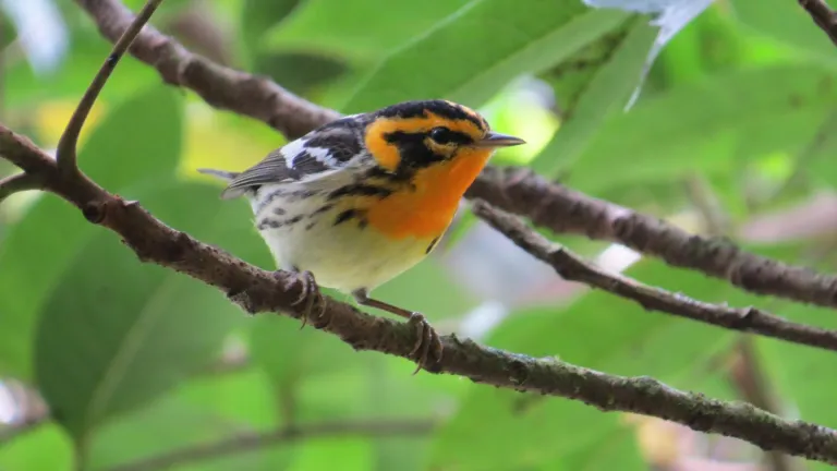 Aves migratorias y cambio climático: consecuencias fenómeno de El Niño