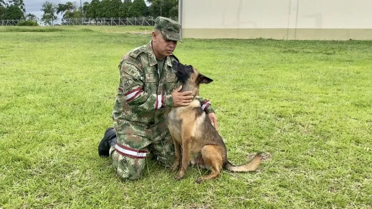 El misterio de Wilson, el perro que buscaba a los menores extraviados en Guaviare | Historias de la selva