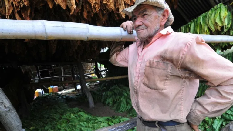 Panorama cultivo de tabaco en Colombia 2023: Santander y Huila