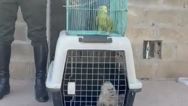 Tráfico de animales silvestres en el Cesar