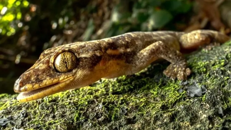Reserva natural La Tribuna, Huila: catálogo digital | Medioambiente
