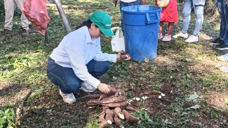 Variedades de yuca en Colombia: nuevas especies para consumo e industria