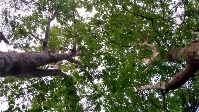 Caracolí, árbol típico de los Montes de María