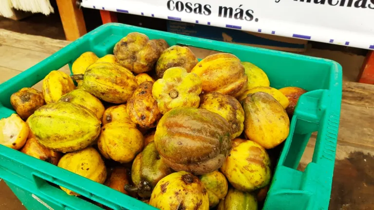 El encanto del chilacuan y la mora de El Encano en Pasto