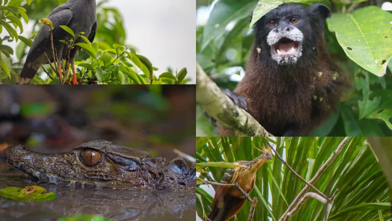 La emblemática fauna silvestre del Putumayo que está en vía de extinción