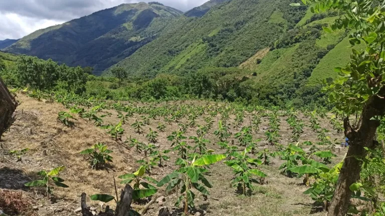 Cultivos de plátano de excombatientes en Ituango, Antioquia