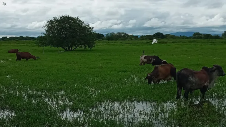 Ola invernal: 430 familias afectadas en Barranco de Loba, Bolívar 