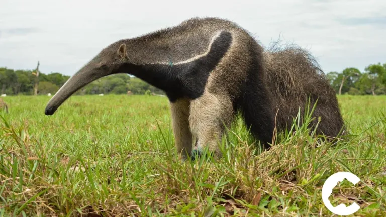 Animales del Meta que están en peligro de extinción