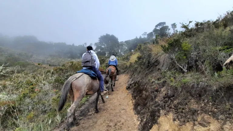 Campesinos