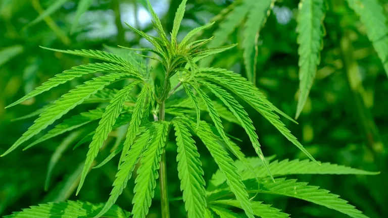 ¿Dónde es legal la marihuana en el mundo?