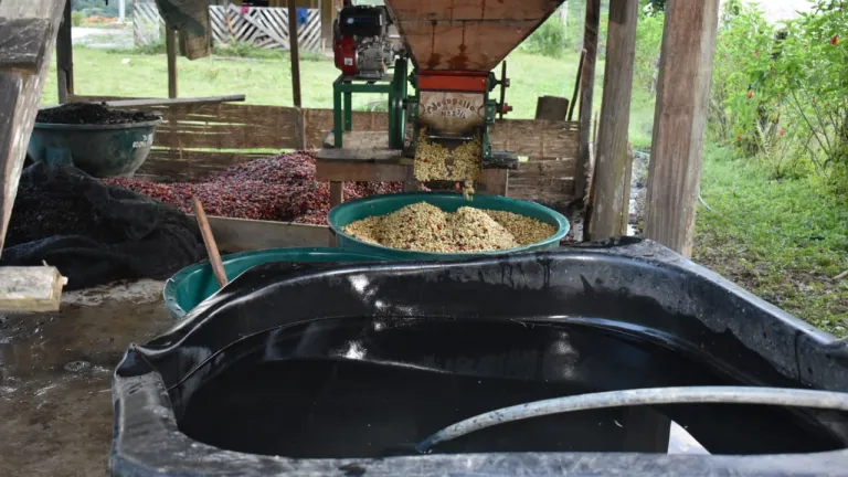 El café, nuevo “fruto de oro” para la comunidad indígena Páez en Mesetas