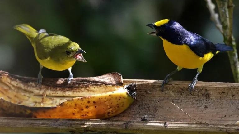 Himno de Colombia cantado por más de 40 pájaros