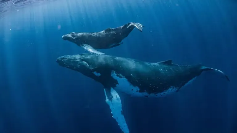 Avistamiento de ballenas y delfines: lo bueno, lo malo y lo peligroso