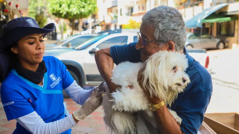 Medellín: vacunas gratuitas para perros y gatos