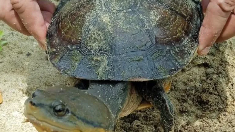 santuario para la tortuga palmera