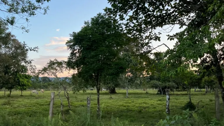 Cómo evitar estafas o delitos en predios rurales | Agencia Nacional de Tierras 