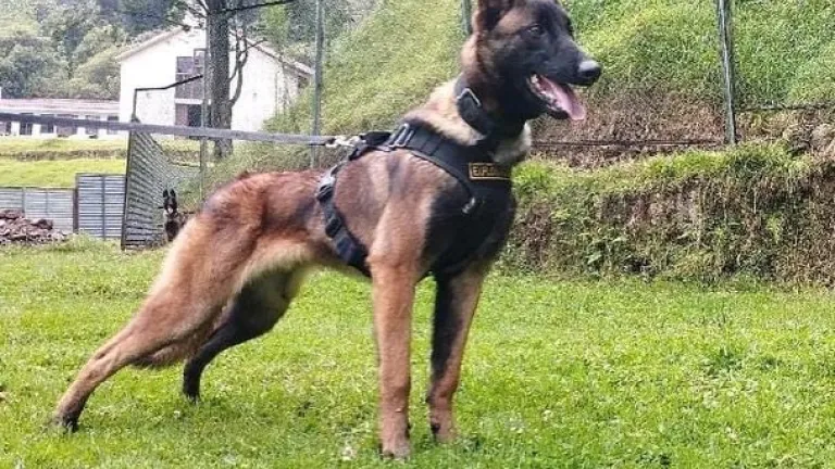 Wilson, continúa la búsqueda del perro rescatista en la selva del Guaviare