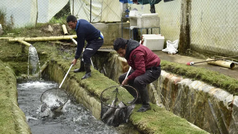  Producción de trucha en Pasto 