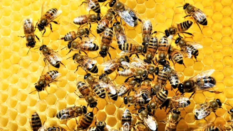 Una nueva mortandad de abejas preocupa al Quindío