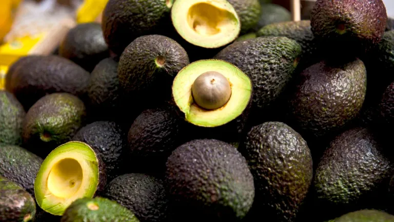 Cultivo de aguacate Hass en Colombia, que supera las 39.000 hectáreas registradas en 2026