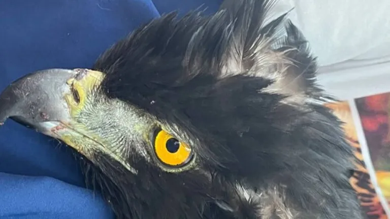 Rescatan un águila real de montaña en Huila